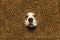 Cute muzzle of purebred dog, Beagle peeking out dog's food. Health pet nutrition, high quality food