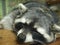 Cute muzzle of a sleeping raccoon
