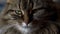 Cute muzzle of a tabby domestic cat close up