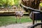 Cute nandu ostrich in zoological garden