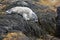 Cute Napping Seal Pup on Seaweed in Maine