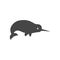 Cute narwhal icon