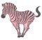Cute naturalistic zebra with pink stripes in funny pose