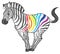 Cute naturalistic zebra with rainbow stripes