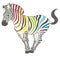 Cute naturalistic zebra with rainbow stripes in funny pose