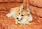 Cute naughty red dog puppy Corgi lies on the couch and tears the fabric of the furniture and pulls the pieces of foam rubber
