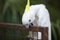 Cute naughty white parrot in thailand.