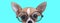 Cute nerdy Chiwawa dog with half of face hidden