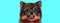 Cute nerdy Pomeranian Spitz dog sticking out his tongue