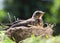 Cute nestling thrush Fieldfare in the natural environment