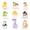 Cute new born animals in eggs easter farm holiday creature little life and young shell small pet nature birthday