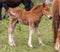 Cute new born foal in