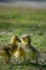 Cute new born goslings having fun together
