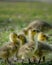 Cute new born goslings having fun together