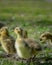 Cute new born goslings having fun together