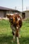 Cute new born pet calf standing in animal field. Pet animal husbandry and Dairy life concept.