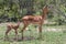 Cute newborn baby impala Aepyceros melampus guarded by its nervous mother