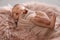 Cute newborn baby sleeping on fuzzy blanket, focus on legs