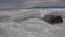 Cute newborn Baikal seal on the ice of Lake lost his mother in Russia.