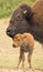 a cute newborn bison calf in the meadow