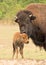 a cute newborn bison calf in the meadow