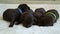 Cute newborn brown labrador retrievers