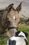 Cute newborn colt lying in grass on a spring day. head shot. Woman next to the stallion foal, yellow dun color.Dog in front of the