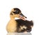 Cute newborn duckling