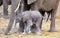 Cute Newborn Elephant calf standing next to Mum for protection and comfort