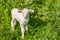 Cute newborn lamp sheep at green pasture at farm