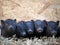 Cute newborn piglets. Vietnamese pot-bellied pigs