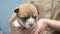 A cute newborn puppy is gently held in the hands of a veterinarian conducting an examination. A visit of a newborn puppy