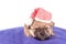 Cute newborn purebred puppy in a Santa hat is lying on a pillow of a dog bed. Christmas