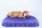 Cute newborn purebred puppy in a Santa hat is lying on a pillow of a dog bed. Christmas