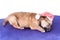 Cute newborn purebred puppy in a Santa hat is lying on a pillow of a dog bed. Christmas