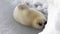 Cute Newborn Seal Pup On Ice Looking at the camera