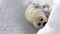 Cute Newborn Seal Pup On Ice Looking at the camera