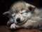 a cute newborn wolf or puppy sleeping.