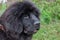 Cute newfoundland puppy close up. Pet animals.