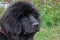 Cute newfoundland puppy close up. Pet animals.