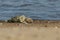 A cute newly born Grey Seal Pup, Halichoerus grypus, lying on the beach.