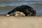 A cute newly born Grey Seal pup, Halichoerus grypus, lying on the beach near its resting mother.