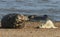 A cute newly born Grey Seal pup, Halichoerus grypus, lying on the beach near its resting mother.