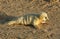 A cute newly born Grey Seal pup Halichoerus grypus lying on the beach on a sunny day at Horsey, Norfolk, UK.