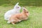 Cute Newzealand white rabbit, lion head rabbit on green grass