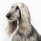 Cute nice dog breed Afghan hound isolated on white close-up, beautiful pet,