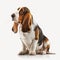 Cute nice red beige yellow dog breed basset hound isolated on white close-up,