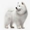 Cute nice white dog breed samoyed dog isolated on white close-up, beautiful pet,