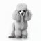 Cute nice white grey dog breed poodle isolated on white close-up, beautiful pet,
