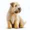Cute nice yellow cream fluffy dog breed wheaten terrier isolated on white